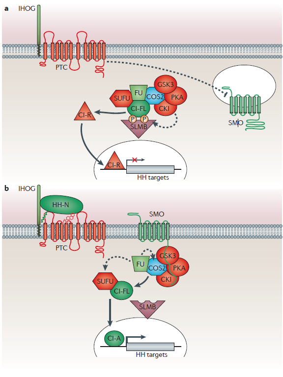 hedgehog in D.melanogaster