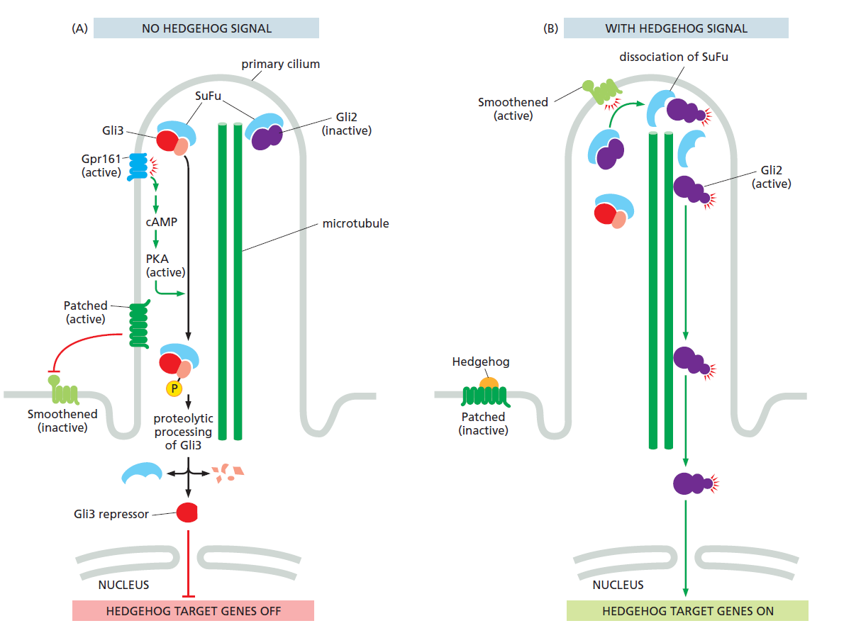 Hedgehog from Alberts