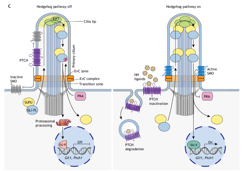 hedgehog in vertebratas